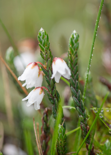 Cassiope fastigiata