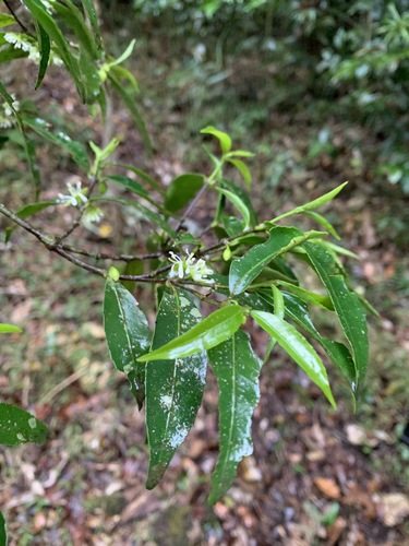 Cassipourea congoensis (Bastard onion wood) — photo