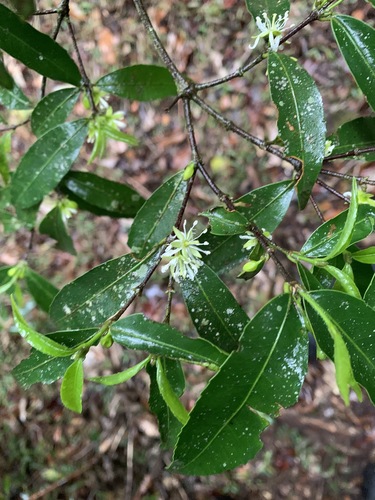 Cassipourea congoensis (Bastard onion wood) — photo