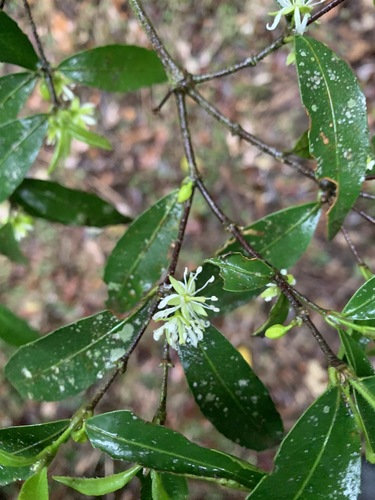 Cassipourea congoensis