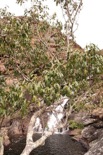 Cassipourea malosana (Onionwood) — photo