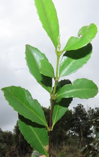 Cassipourea malosana (Onionwood) — photo