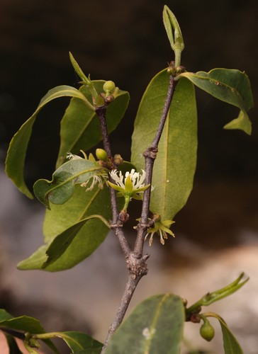Cassipourea malosana