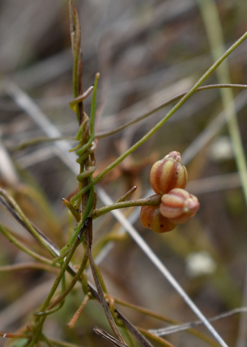 Cassytha capillaris (Dodder laurel) — photo