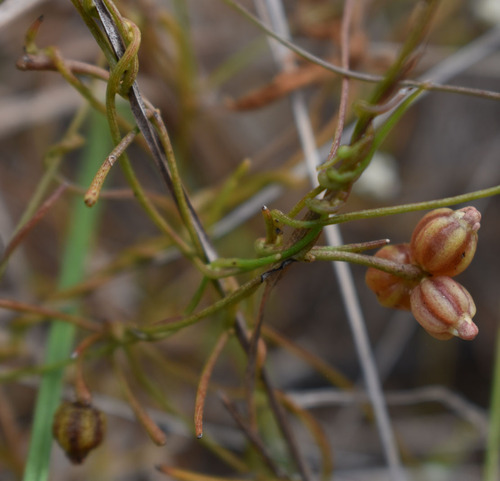 Cassytha capillaris