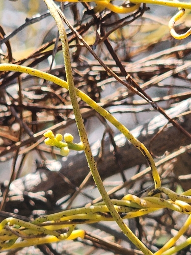 Cassytha filiformis (Dodder laurel) — photo