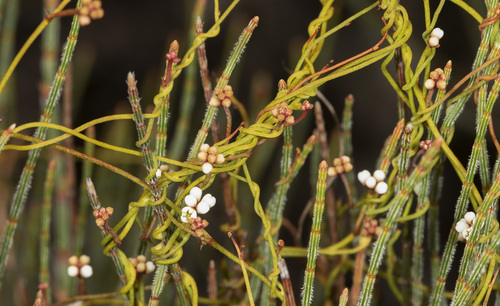 Cassytha glabella (Devil’s twine) — photo