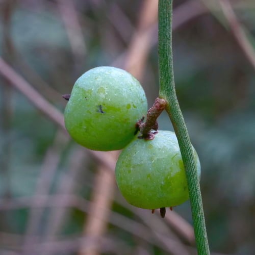 Cassytha melantha (Large dodderlaurel) — photo