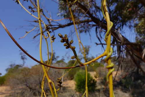 Cassytha melantha