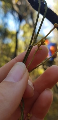 Cassytha pubescens (Downy dodder-laurel) — photo