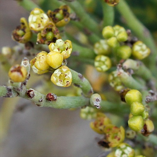 Cassytha pubescens