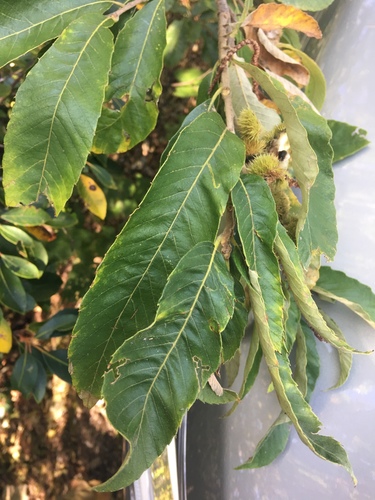 Castanea alnifolia (Bush chinkapin) — photo