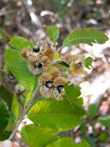 Castanea alnifolia (Bush chinkapin) — photo