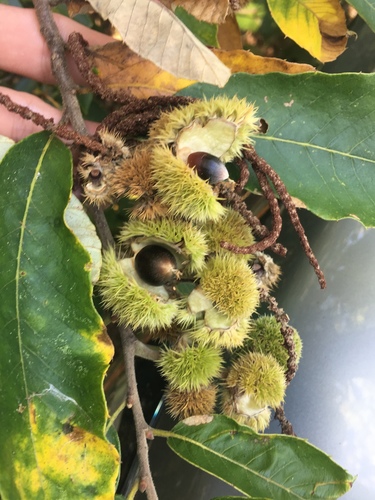 Castanea alnifolia