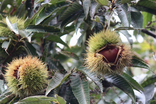 Castanea crenata (Japanese chestnut) — photo