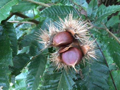 Castanea crenata (Japanese chestnut) — photo