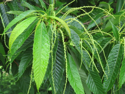 Fagaceae