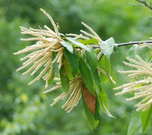 Castanea dentata (American chestnut) — photo