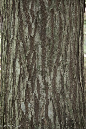 Castanea dentata (American chestnut) — photo