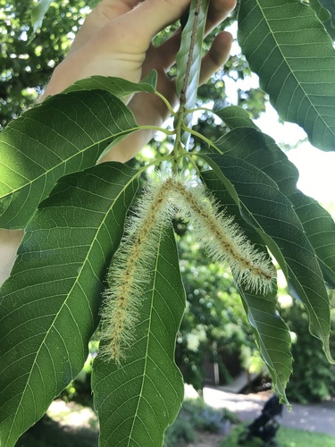 Castanea henryi (Zhui li) — photo