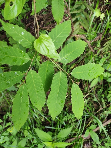Castanea henryi (Zhui li) — photo