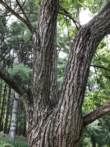 Castanea mollissima (Chinese chestnut) — photo