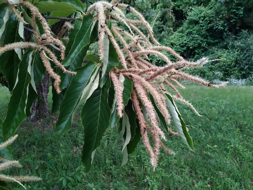 Castanea mollissima (Chinese chestnut) — photo