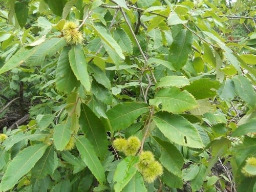 Castanea ozarkensis (Ozark chinkapin) — photo