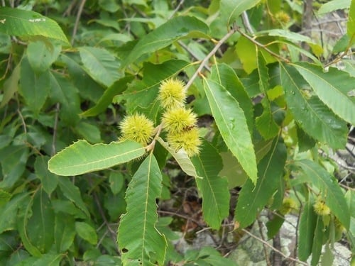 Castanea ozarkensis (Ozark chinkapin) — photo
