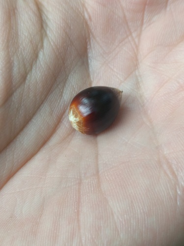 Castanea pumila (Chinquapin) — photo