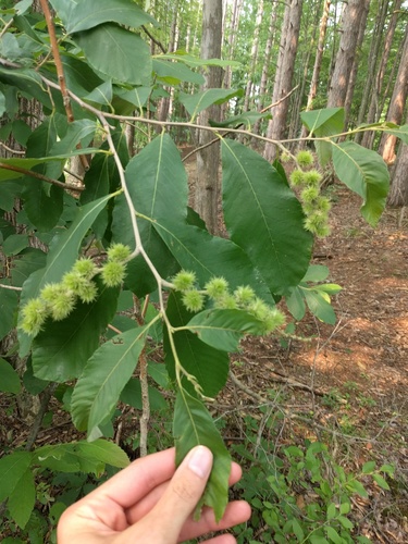 Castanea pumila (Chinquapin) — photo