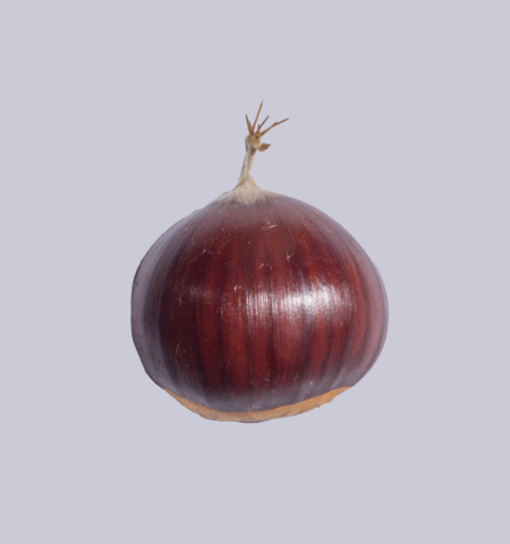 Castanea sativa — photo 2
