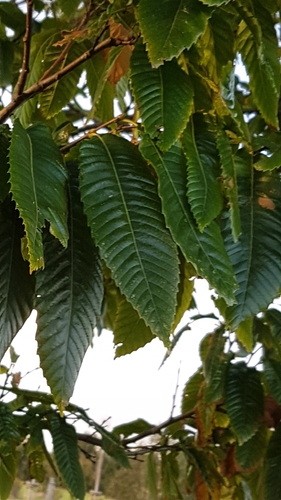 Castanea sativa — photo 3