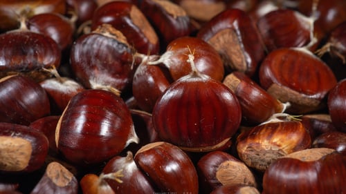 European Chestnut