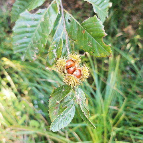 Castanea seguinii (Chinese chinkapin) — photo