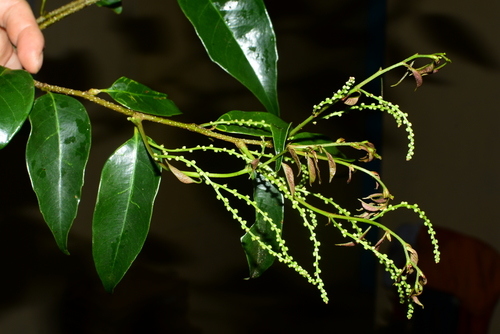 Castanopsis acuminatissima (Castanopsis chestnut) — photo