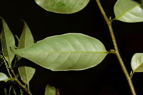 Castanopsis acuminatissima