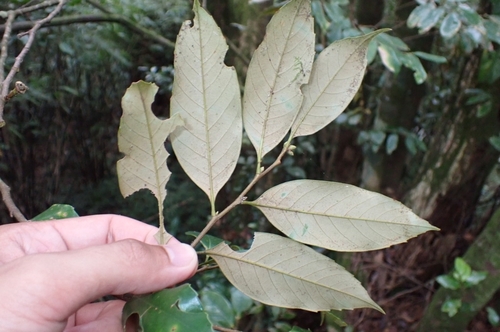 Castanopsis acuminatissima (Castanopsis chestnut) — photo