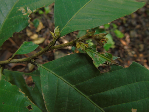 Castanopsis argentea (Indonesian chestnut tree) — photo