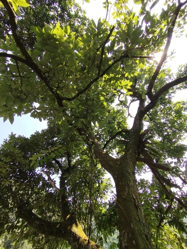 Castanopsis argentea (Indonesian chestnut tree) — photo