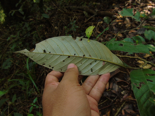Castanopsis argentea