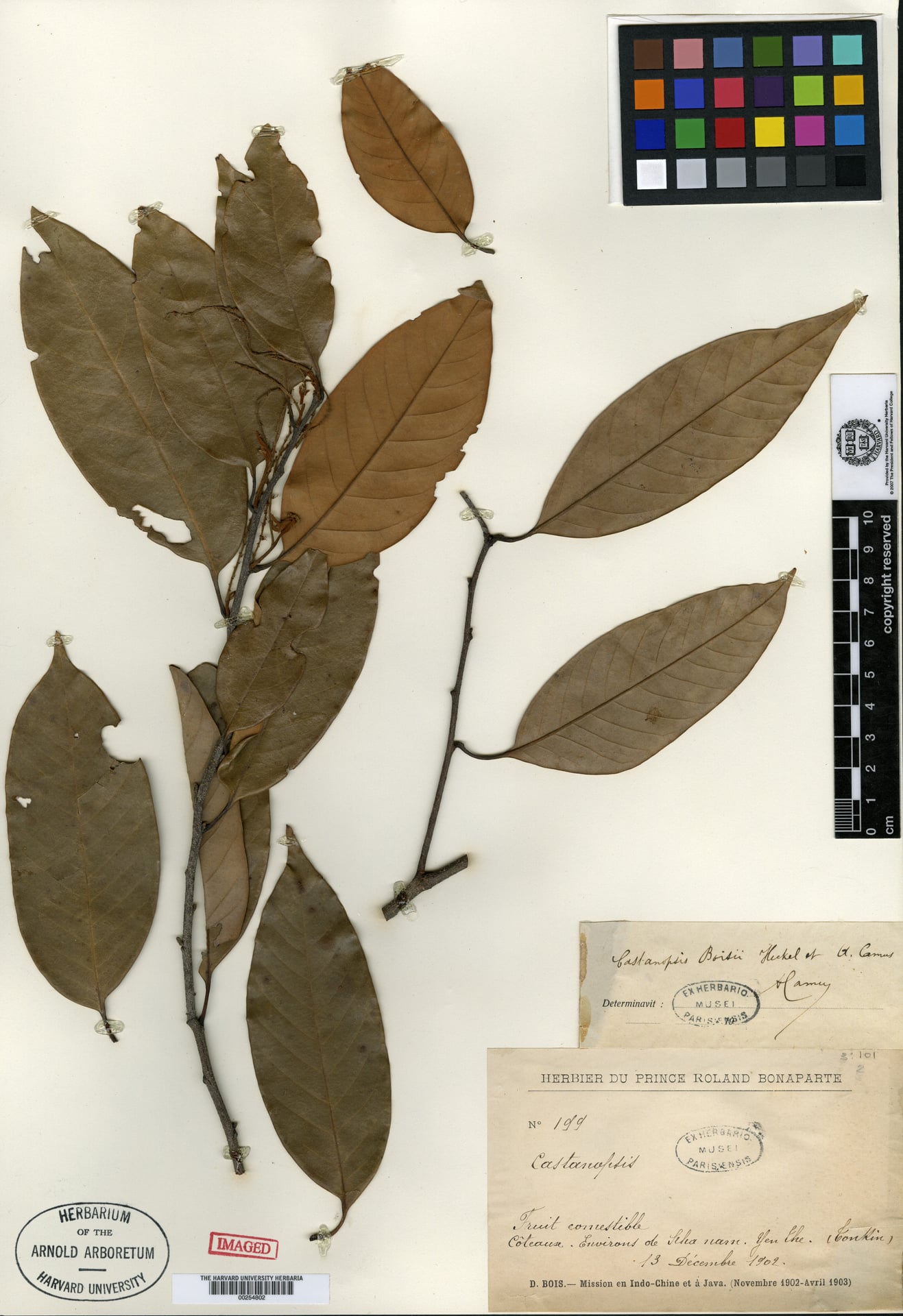 Castanopsis boisii (De yen the) — photo
