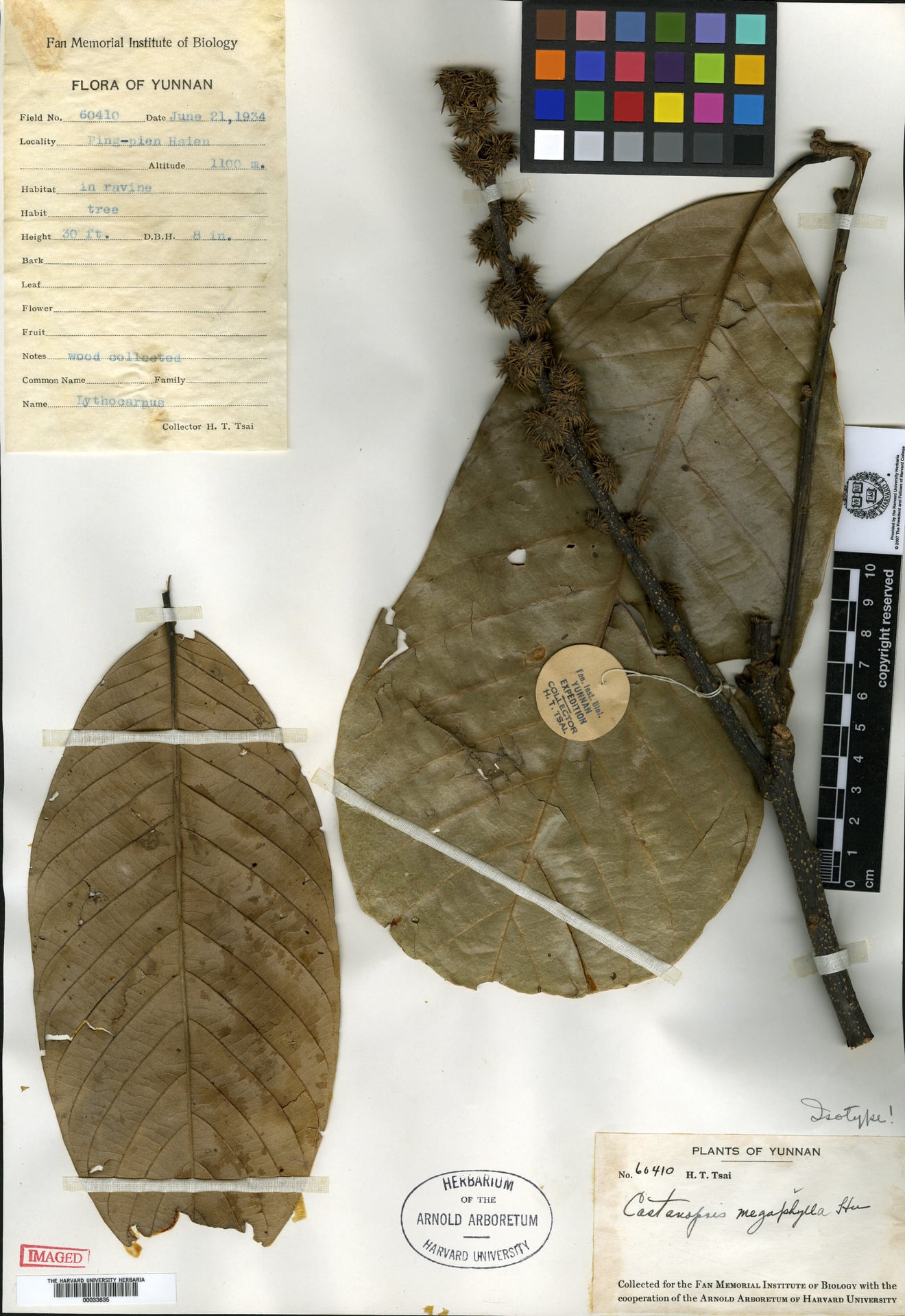 Castanopsis boisii