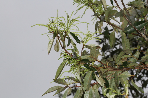 Castanopsis carlesii (Lesser red castanopsis) — photo
