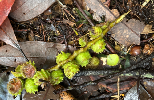 Castanopsis carlesii