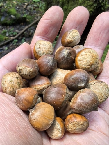 Castanopsis ceratacantha