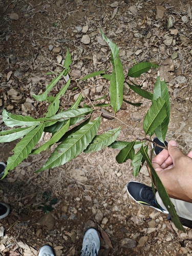 Castanopsis chinensis (Chinese castanopsis) — photo