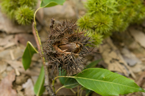 Castanopsis chinensis