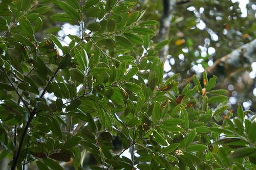 Castanopsis concinna — photo