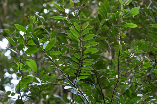 Castanopsis concinna — photo